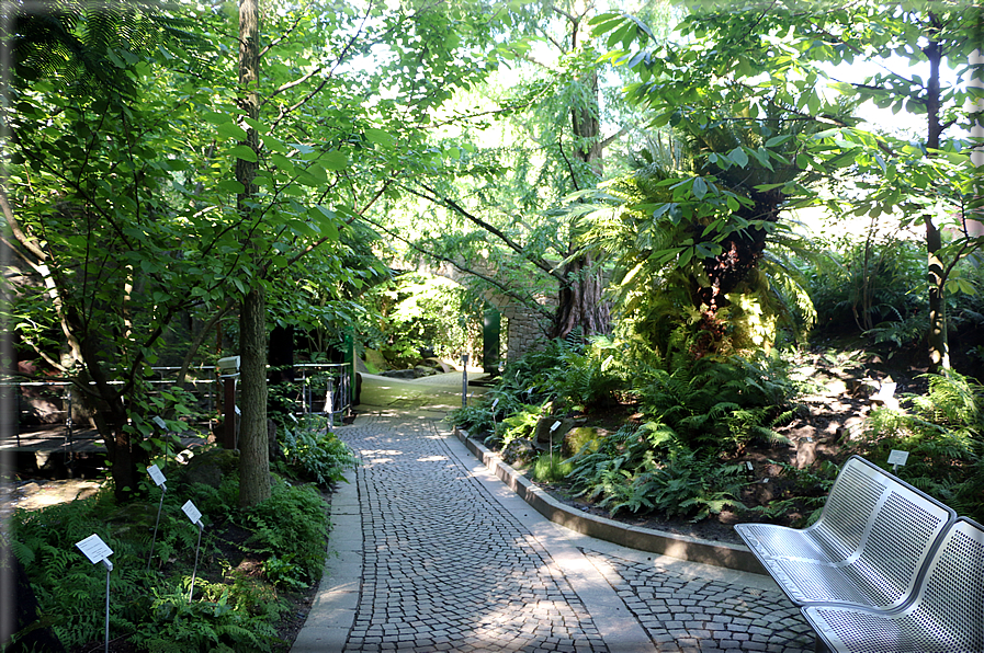 foto Giardini Trauttmansdorff - Boschi del Mondo